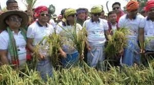 মুন্সীগঞ্জের আড়িয়াল বিলে কৃষকের ধান কেটে দিচ্ছে স্বেচ্ছাসেবকলীগ